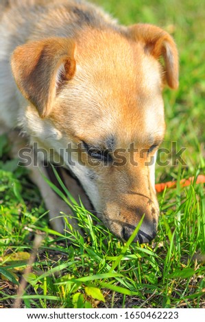 Similar – Dog in the grass, looking for something?