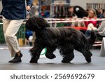 Dog at the International Dog Show in Legionowo, Poland, French Shepherd Briard