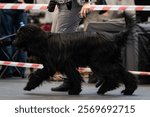 Dog at the International Dog Show in Legionowo, Poland, French Shepherd Briard