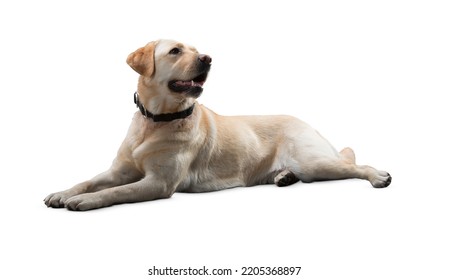 dog isolated on white background. puppy isolated on white background. dog, puppy, doggy, pet. Cute playful doggy or pet is playing and looking happy. Concept of motion, action, movement. cutout dog. - Shutterstock ID 2205368897