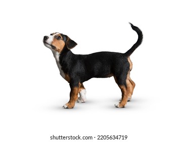 dog isolated on white background. puppy isolated on white background. dog, puppy, doggy, pet. Cute playful doggy or pet is playing and looking happy. Concept of motion, action, movement. cutout dog. - Shutterstock ID 2205634719