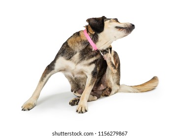 Dog With Itchy Skin Irritation Scratching Neck. Isolated On White. 