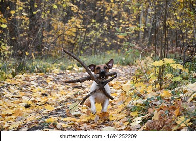 Dog Jack Russel Terrier In The Woods