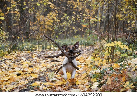 Similar – Foto Bild Laubtanz Herbst Blatt Wald