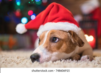 dog jack russel under a Christmas tree in santa red  hat with gifts and candles celebrating Christmas