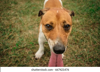 Dog Jack Russell - Shutterstock ID 667421476