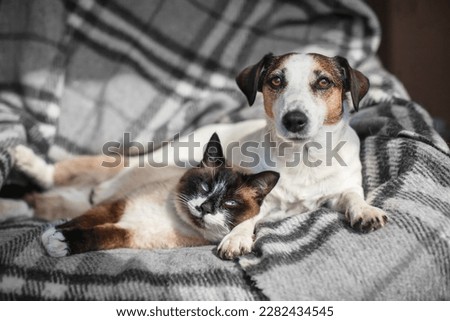 Dog jack russell and gray cat lying on soft plaid. Pets at home