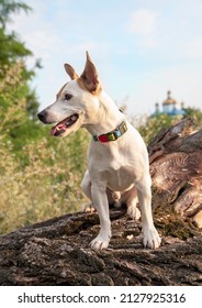 A Dog Of The Jack Russell Terrier Breed Sits On A Dry Tree,in A Green Collar, Looks To The Side With An Open Mouth And Sticking Out Its Tongue Against The Backdrop Of A Blue Cathedral And Green Trees 