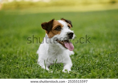 Similar – Happy Dog on Green Grass