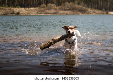 Imagenes Fotos De Stock Y Vectores Sobre Jack Russell Swimming