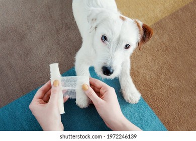 Dog Jack Russell Terrier Getting Bandage After Injury On His Leg At Home. Pet Health Care, Medical Treatment, First Aid Concept