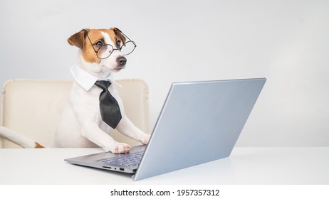 1,565 Jack Russell In Office Images, Stock Photos & Vectors | Shutterstock