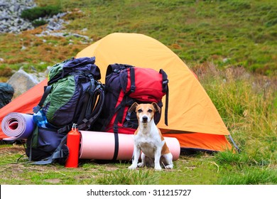 Dog Jack Russell terrier guarding tent and gear for a hike. Series of photos - Shutterstock ID 311215727