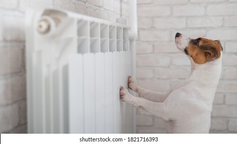 2,165 Radiator dog Images, Stock Photos & Vectors | Shutterstock