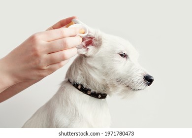 Dog Jack Russell Terrier Having Ear Examination At Veterinary Clinic. Woman Cleaning Dogs Ear At Grooming Salon. White Background, Copy Space. Pet Health Care, Treatments Concept