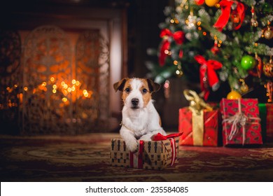 Dog Jack Russell Terrier. Holiday, Christmas