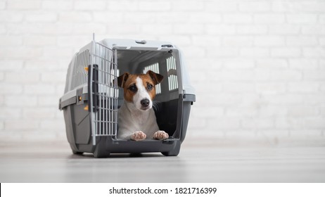Dog jack russell terrier inside travel carrier box for animals