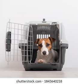 Perro jack russell terrier dentro de una caja de transporte para animales