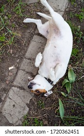 Dog Jack Russell Terrier Laying On Her Back On The Path In The Garden Waiting For Her Pat On The Tummy