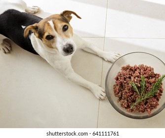 The Dog Jack Russell Terrier Lies With A Huge Bowl Of Raw Minced Meat, Food For Dog Concept
