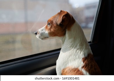 Dog Jack Russell Terrier looks curiously at the car window. Bright sunshine. Soft drawing pictures. Waiting for the owner of the driver in the parking lot  Color light brown and white - Shutterstock ID 1691001481