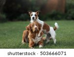 Dog Jack Russell Terrier and dog Nova Scotia Duck Tolling Retriever and hugging each other. obedient and friendly
