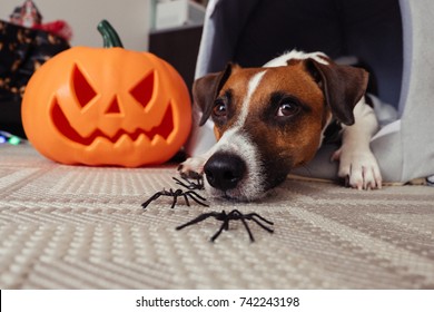 Dog Jack Russell Terrier on Halloween with a pumpkin and spiders. holiday