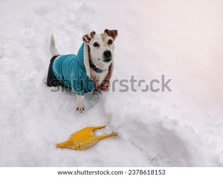 Dog Jack Russell Terrier in overalls in winter in snowdrifts with a rubber toy. Domestic animal in nature. mobile photo
