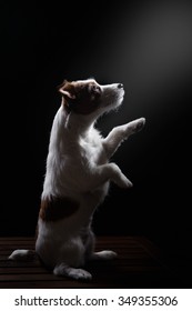 Dog Jack Russell Terrier Portrait On A Black Background