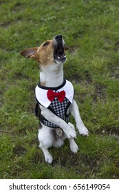 Dog Jack Russell Terrier Is Singing