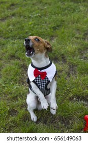 Dog Jack Russell Terrier Is Singing