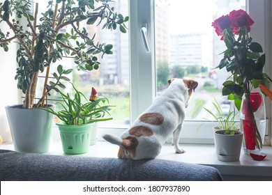 The dog Jack Russell Terrier sits on the windowsill next to the houseplants and looks out the window, wags its tail, waiting for the owner. Pets, dog day, pet day. Red roses in a glass vase. 