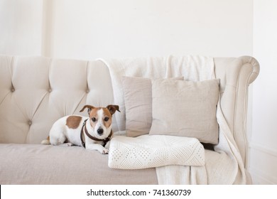 Dog Jack Russell Terrier sits on the couch and looks at the camera. Horizontal indoors shot of light interior with small couch.