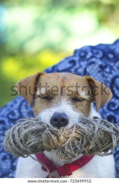 Dog Jack Russell Terrier Stole Mistress Stock Photo Edit Now