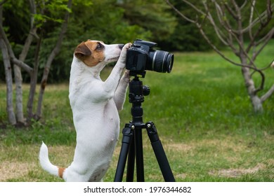 Dog Jack Russell Terrier Takes Pictures On Camera On A Tripod Outdoors.