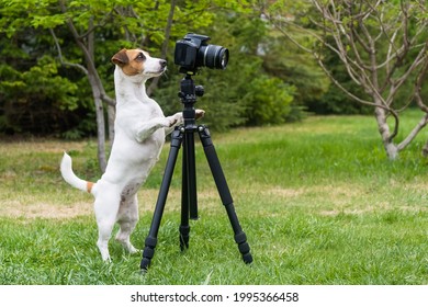 Dog Jack Russell Terrier Takes Pictures On Camera On A Tripod Outdoors.