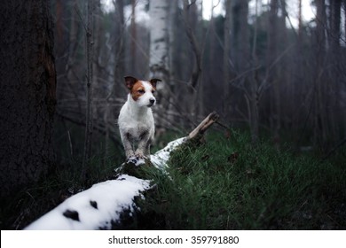 Dog Jack Russell Terrier walking in winter park - Powered by Shutterstock