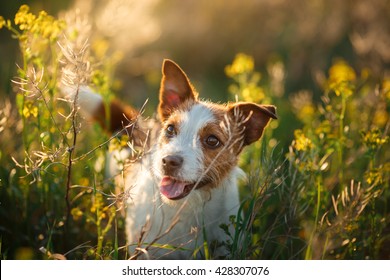 Dog Jack Russell Terrier walking in a field in summer