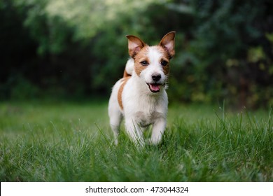 Dog Jack Russell Terrier walking, running around the garden, on green grass