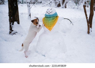 Dog jack russell terrier walks on the street in winter. Snowman in a scarf. 
