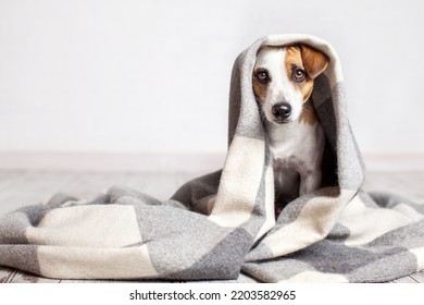 Dog Jack Russell Under Cozy Warm Plaid. Pet Under Blanket In Fall Or Winter At Home. Portrait Dog Looking At Camera