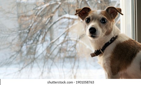 Dog Jack Srassell Terrier Looks Back Sitting Window Snow In Winter I