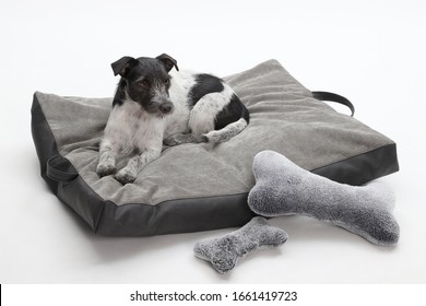 A Dog, Jack-Russell-Terrier, In His Dog Bed With Two Big Textile Bones, Studio Shot