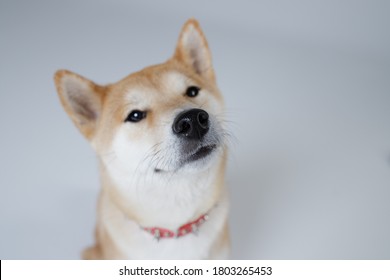 Dog Of Japanese Breed Shiba Inu Looks Up Attentively. Studio Portrait. Wet Nose Close Up. Selective Focus. Concept Canine Scent, Sense Of Smell, Healthy Dog. White Background. Isolated.