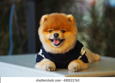 Dog, Japanese Dog, Smiling Dog, Smile Cute Wanchan