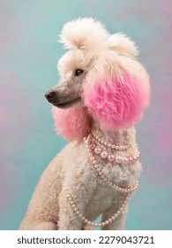 dog in jewelry on a colored background. white small poodle in the studio. fashion, jewelry. pet with painted pink ear