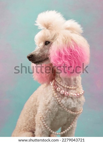 dog in jewelry on a colored background. white small poodle in the studio. fashion, jewelry. pet with painted pink ear
