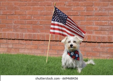 Dog July 4th Portrait