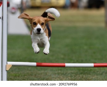 Dog Jump Hurdle, Dog Agility Competition.
