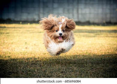 DOG jumping 